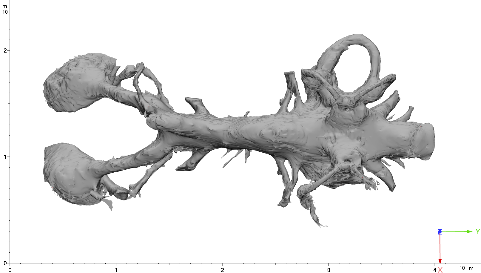 Endocast of Pillararhynchus in dorsal view